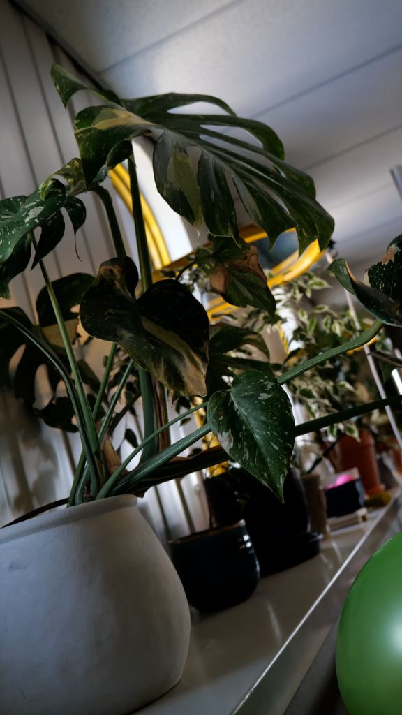 Monstera plant on a shelf in the studio